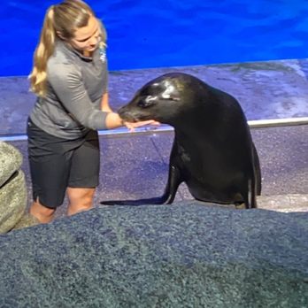 Shedd Aquarium - Aquariums Near Me - Chicago, Illinois Shedd Aquarium - Aquariums Near Me - Chicago, Illinois