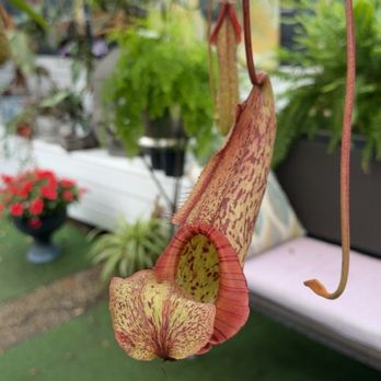 The Green Spot - Pitcher plant - Nurseries & Gardening Near Me - Jacksonville, Florida The Green Spot - Pitcher plant - Nurseries & Gardening Near Me - Jacksonville, Florida
