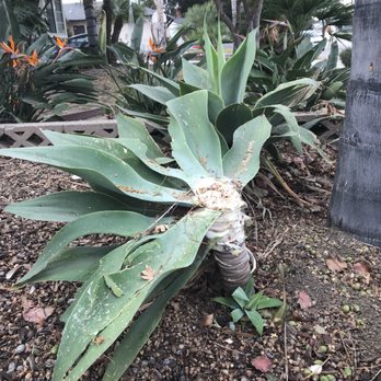 West Coast Tree Co. - Tree Services Near Me - Thousand Oaks, California West Coast Tree Co. - Tree Services Near Me - Thousand Oaks, California