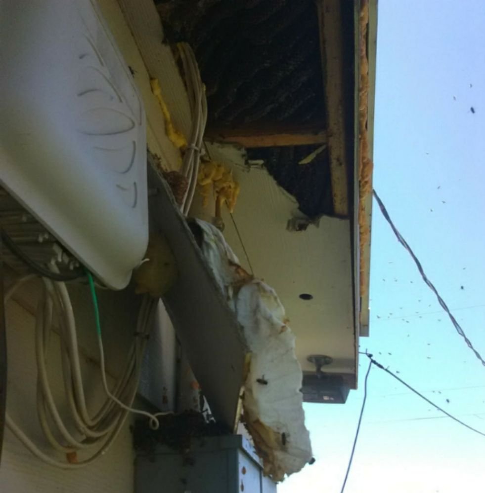 BUSY BEE HOME AND COMMERICAL SERVICES El Paso, Texas Pest Control