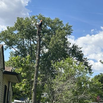 Challengers Tree Service - Nate at the top of the tree. - Tree Services Near Me - Grove City, Ohio Challengers Tree Service - Nate at the top of the tree. - Tree Services Near Me - Grove City, Ohio