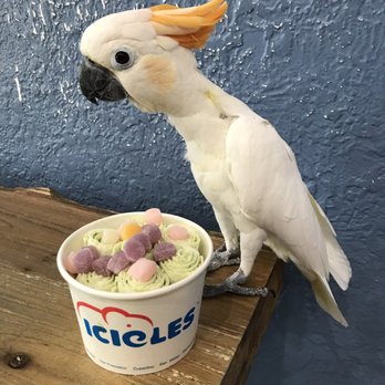Photo of Icicles - San Mateo, CA, United States. Miu Miu with her Bravocado Ice Cream