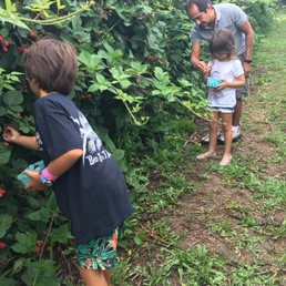 Yummy blackberries!
