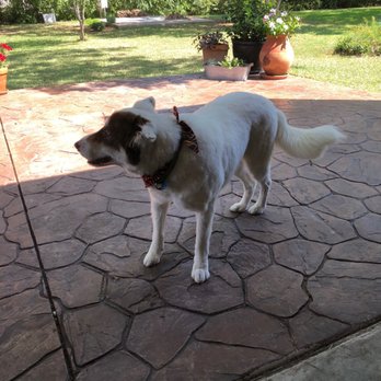 Angelic Pet Services - Bandit's cool haircut - Pet Groomers Near Me - Burleson, Texas