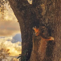Royal Palm Country Club - Tons of wildlife on this course, these little guys are my favorite... Big Cypress Fox Squirrels!