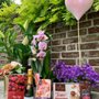 Photo of Flower & More, Ihr Blumenladen in Pempelfort