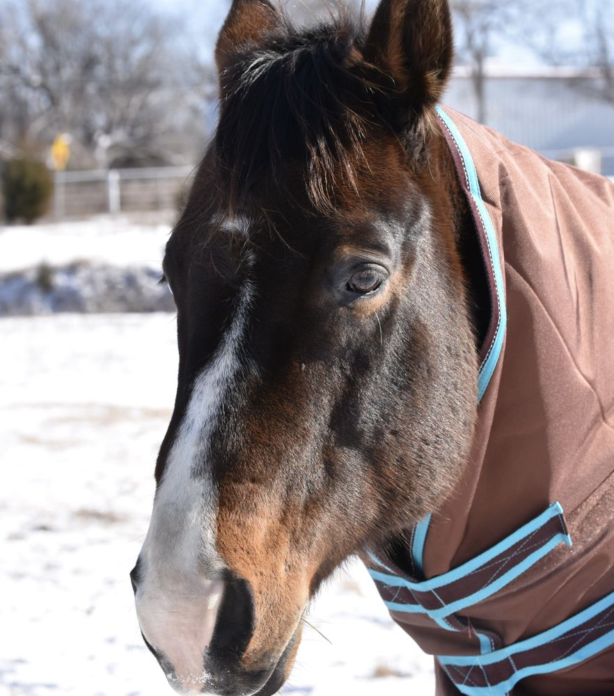 Riverfield Farms Riding Stable - equestrian in Tulsa, OK
