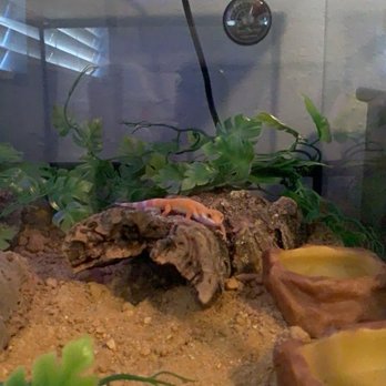 Reptile Factory Downey - Tremper Sunglow Leopard Gecko - Reptile Shops Near Me - Downey, California Reptile Factory Downey - Tremper Sunglow Leopard Gecko - Reptile Shops Near Me - Downey, California
