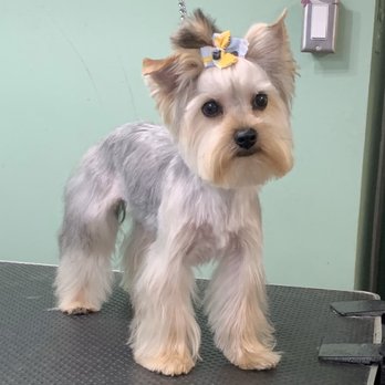 Isela's Pet Grooming - Pet Groomers Near Me - Whittier, California Isela's Pet Grooming - Pet Groomers Near Me - Whittier, California