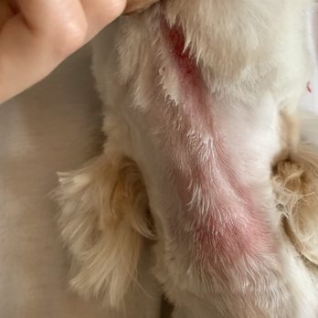 Alvin's Pet Grooming - Skin injuries - Pet Groomers Near Me - South Gate, California Alvin's Pet Grooming - Skin injuries - Pet Groomers Near Me - South Gate, California