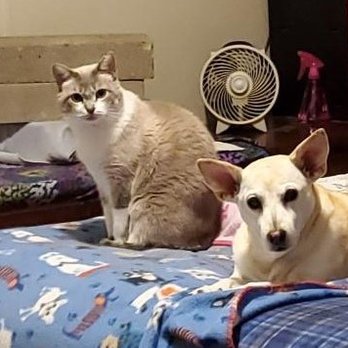 Rach Thomas L DVM - Gracie, Lucy, Missy Pink - Veterinarians Near Me - Hemphill, Texas Rach Thomas L DVM - Gracie, Lucy, Missy Pink - Veterinarians Near Me - Hemphill, Texas