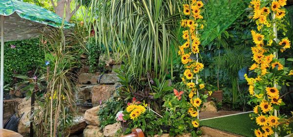 El Huerto del Edén by null