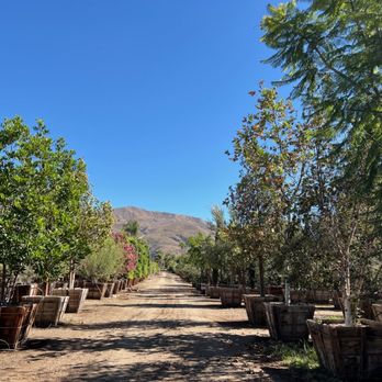 The Standard Design Group Nurseries - Landscape Architects or Designers Near Me - Fillmore, California The Standard Design Group Nurseries - Landscape Architects or Designers Near Me - Fillmore, California