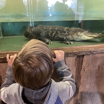 Insta-Gator Ranch & Hatchery - Tours Near Me - Covington, Louisiana