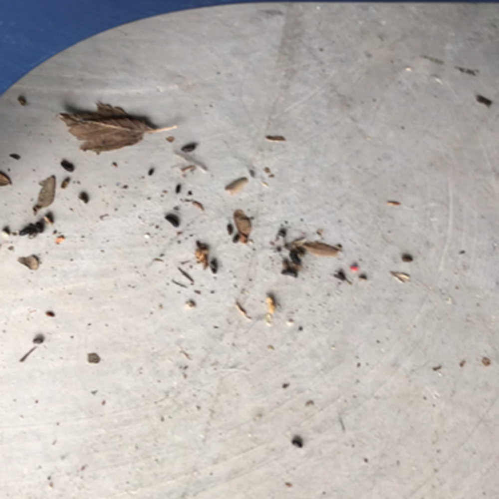 Ten Oaks Storage - Helotes - Rodent feces near front of unit. - Self Storage Near Me - Helotes, Texas Ten Oaks Storage - Helotes - Rodent feces near front of unit. - Self Storage Near Me - Helotes, Texas