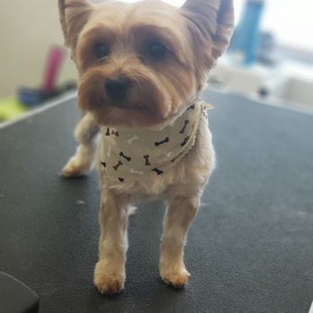 Rose Creek Kennel - Pet Sitting Near Me - Winnemucca, Nevada Rose Creek Kennel - Pet Sitting Near Me - Winnemucca, Nevada