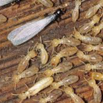 Great Southern Exterminating - Pest Control Near Me - Midway, Georgia Great Southern Exterminating - Pest Control Near Me - Midway, Georgia