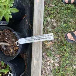 Black Cap Farm - Native Plant Nursery - Good looking plants and well priced.
