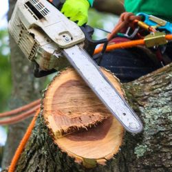 Darinels Tree Service