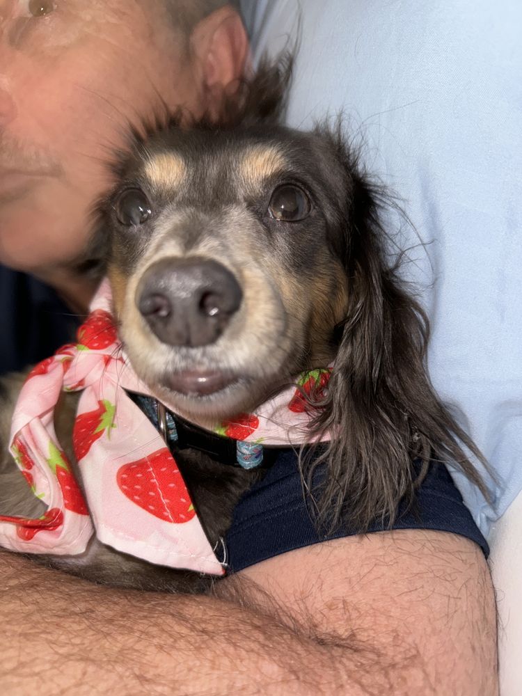 PURRFECT GROOMING Updated October 2024 65 Photos & 58 Reviews