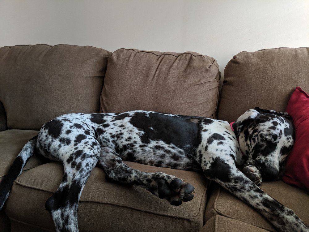 THE K9 PLAYHOUSE Updated September 2024 508 Tillman Rd, Knoxville