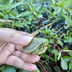 Kickerillo-Mischer Preserve - Baby turtle found on walking trail- returning him to the pond