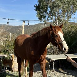 Pretty Horses Rescue