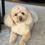 Posh pooch grooming