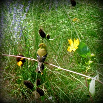 Chanticleer Foundation - Goldfinch relaxing - Botanical Gardens Near Me - Wayne, Pennsylvania