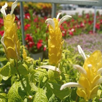 The Home Depot - Beautiful Golden Shrimp blooms!!! - Nurseries & Gardening Near Me - Orange Park, Florida The Home Depot - Beautiful Golden Shrimp blooms!!! - Nurseries & Gardening Near Me - Orange Park, Florida