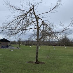 Geer Community Park