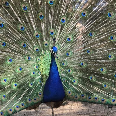 The Marqueyssac Gardens by null