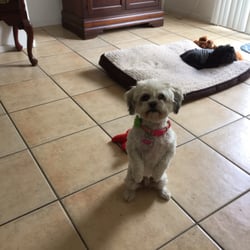 Dewey Animal Care - Abby asking for a treat adorable in every way