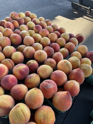 Memphis Farmers Market by null