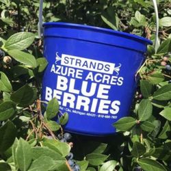 Azure Acres - Blueberry bucket