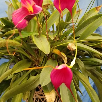 Akatsuka Orchid Gardens - Orchid - Flowers & Gifts Near Me - Volcano, Hawaii