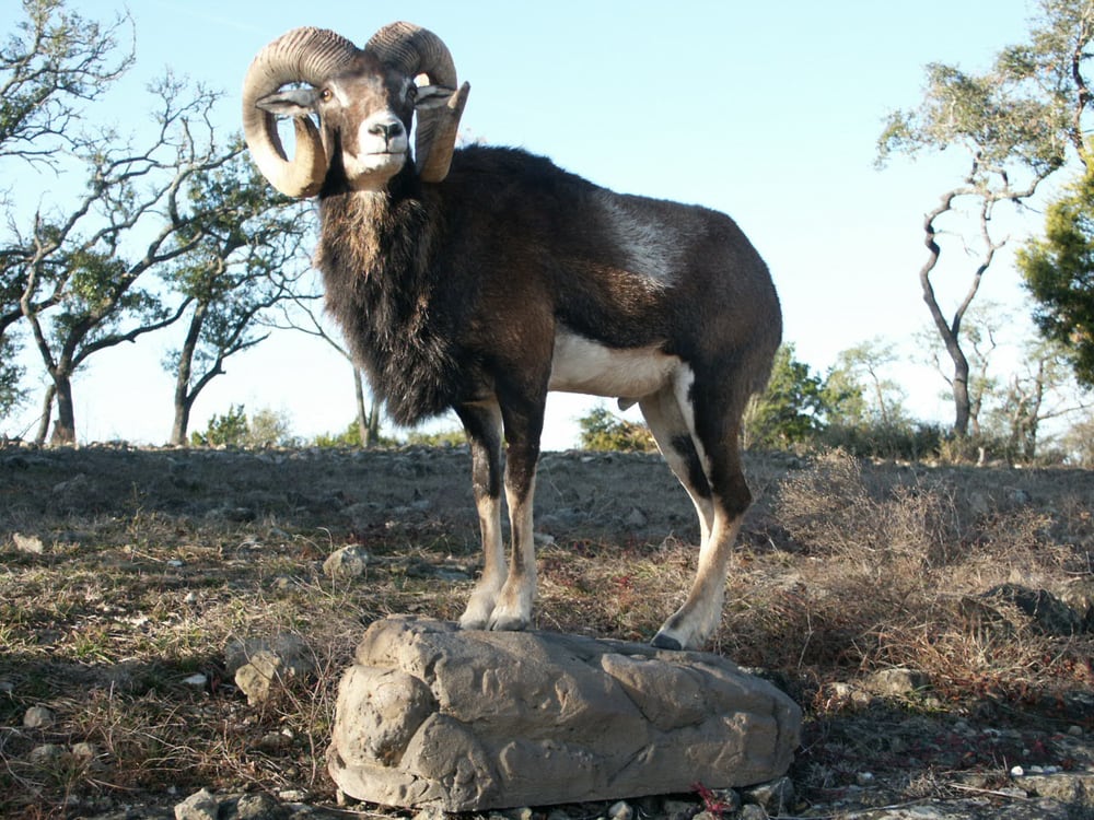 Billington Ranch Taxidermy - taxidermy in Georgetown, TX