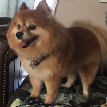 Shear Canine - Pet Groomers Near Me - Brentwood, California Shear Canine - Pet Groomers Near Me - Brentwood, California