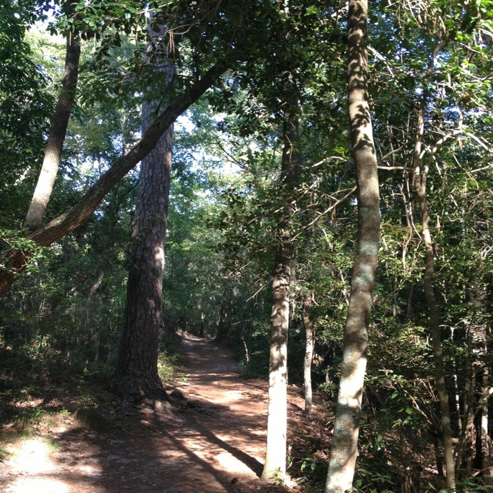 First Landing State Park - "Bald Cypress" trail. Moderate difficulty. - Parks Near Me - Virginia Beach, Virginia First Landing State Park - "Bald Cypress" trail. Moderate difficulty. - Parks Near Me - Virginia Beach, Virginia