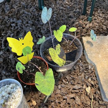 Leaf EnLight - Nurseries & Gardening Near Me - Pomona, California