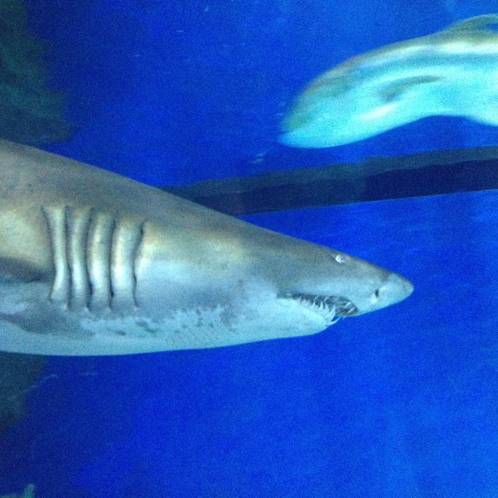 Blue Planet Aquarium - Aquariums Near Me - Ellesmere Port, CHE