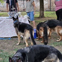 Libbit Park - German Shepherds attending a Huskies birthday.