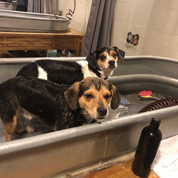 Wags & Whiskers - Bath tub - Pet Stores Near Me - Nashville, Tennessee Wags & Whiskers - Bath tub - Pet Stores Near Me - Nashville, Tennessee