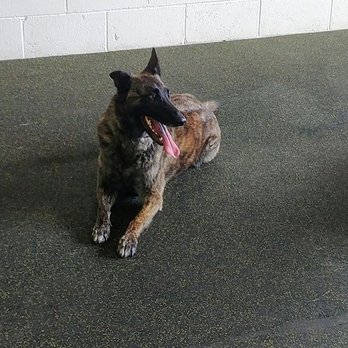 Cascadia Canine Training School - Pet Training Near Me - Bend, Oregon Cascadia Canine Training School - Pet Training Near Me - Bend, Oregon
