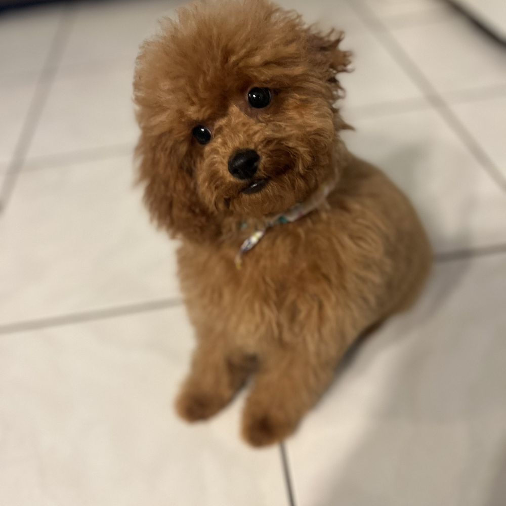 Vanity Fur - Before picture - Pet Groomers Near Me