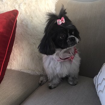 Happy Tails Pet Spa - Pet Groomers Near Me - Wellington, Florida Happy Tails Pet Spa - Pet Groomers Near Me - Wellington, Florida