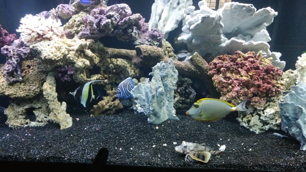 The Ocean Floor 2347 W Thomas Rd Phoenix Az Pet Shops Mapquest