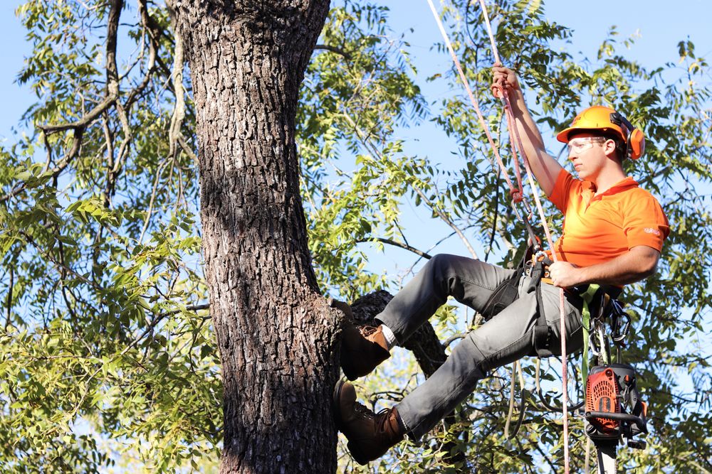 My Tree Guy - tree service in Oklahoma City, OK