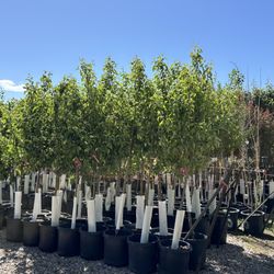 River Bend Nursery & Stone Company - Container Trees in many varieties!