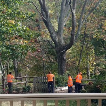 Caliber Tree Services - Crew working - Tree Services Near Me - Gambrills, Maryland